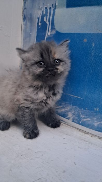 Мушуклар сотилади скотш фолд