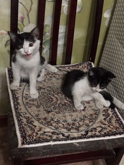 Отдам бесплатно котенка мальчика