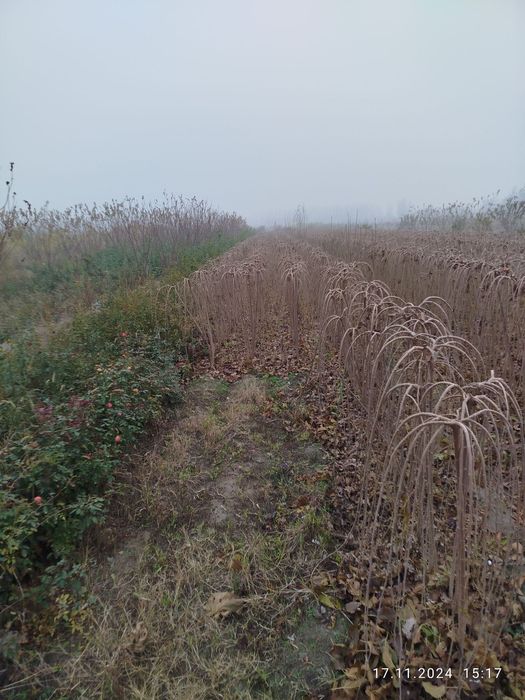 Dekorativniy zo‘ntik tut