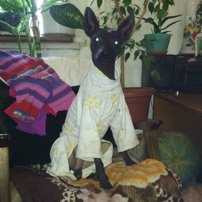 Ксолоицкунтли на вязку