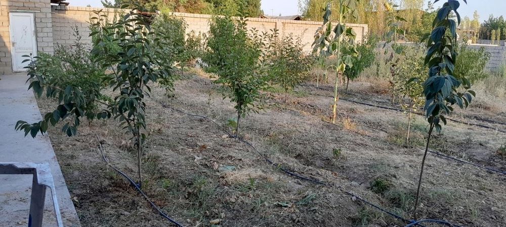 Hovli, uy Toshkent viloyati OʻrtaChirchiq tumani Oʻrtasaroy Navruz MFY