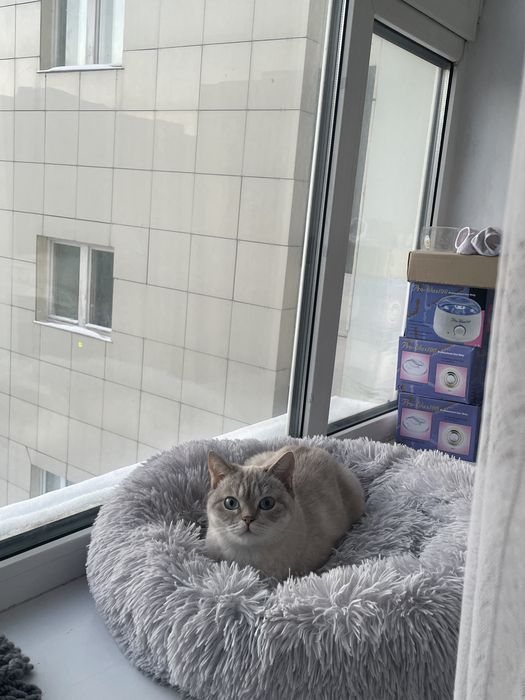 Отдам кошку в хорошие руки