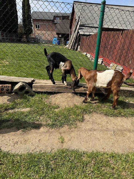 Capre anglo-nubiene rasa pura