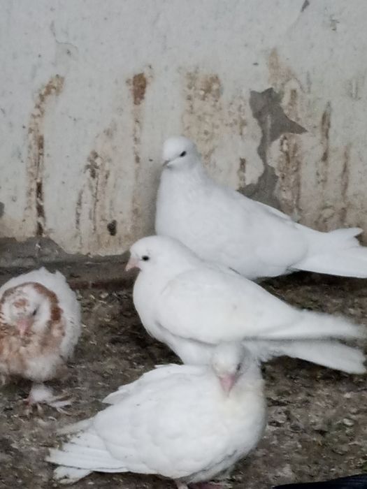 Кафтар зотдо