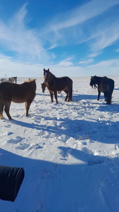 Фараон атты жануар сатылат.