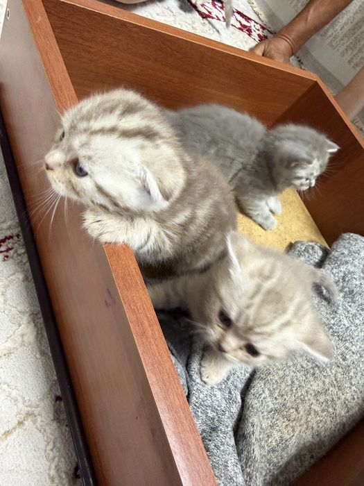 Британские котчта
