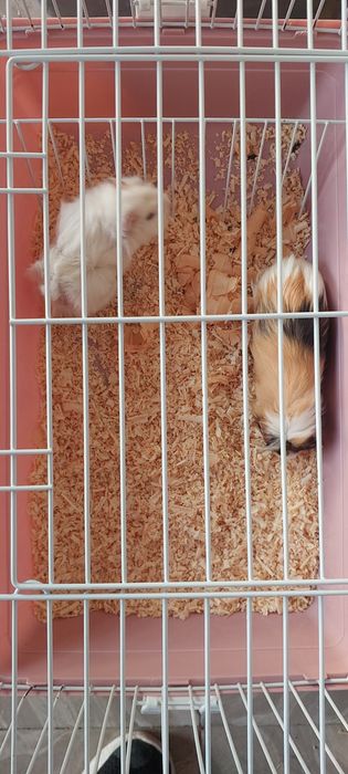 Морские Свинки 3 пары