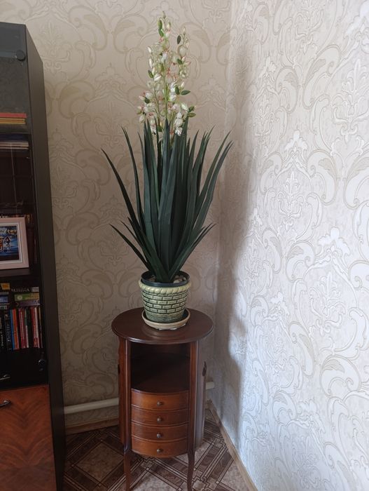 Декоративные цветы