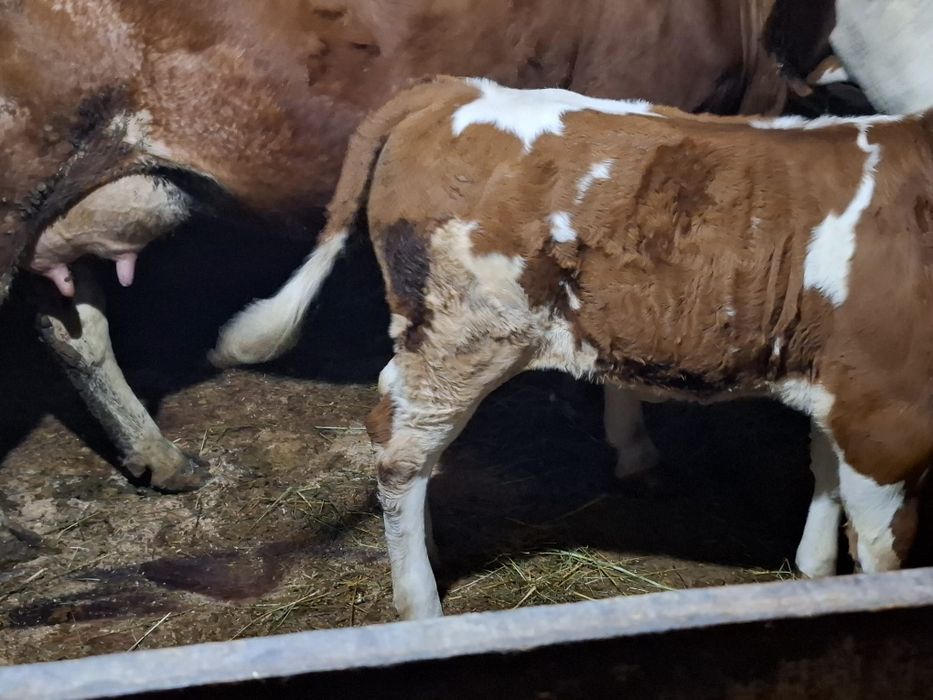 De vânzare vacă bălțată