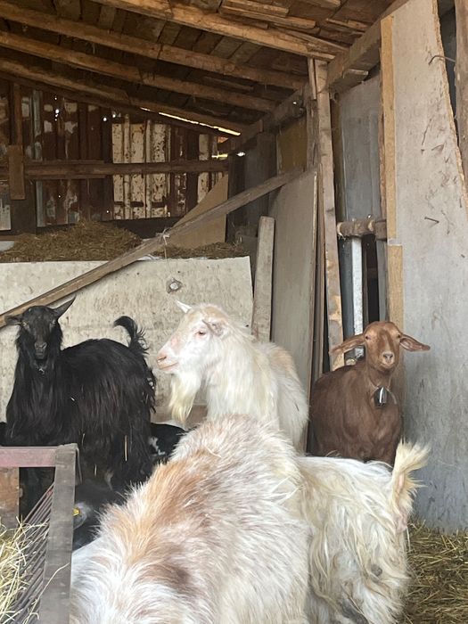 Селскостопански животни