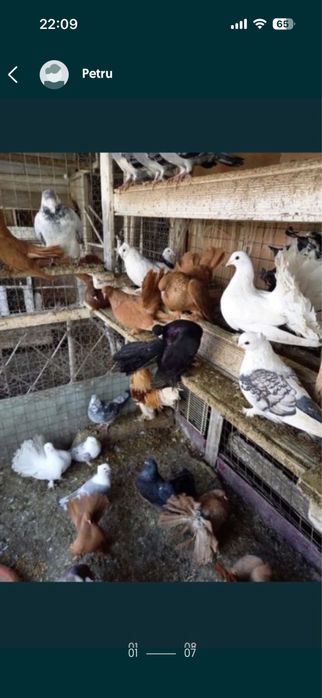 Matase japoneza/rate+1 ratoi/Porumbei frumusete 120 ron/perechea