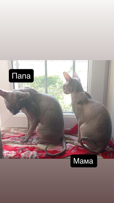 Котята донского сфинкса