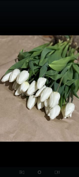 Тьюльпаны оптом с теплицы Голландский сорт