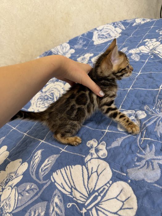 Бенгальский котенок с родословной