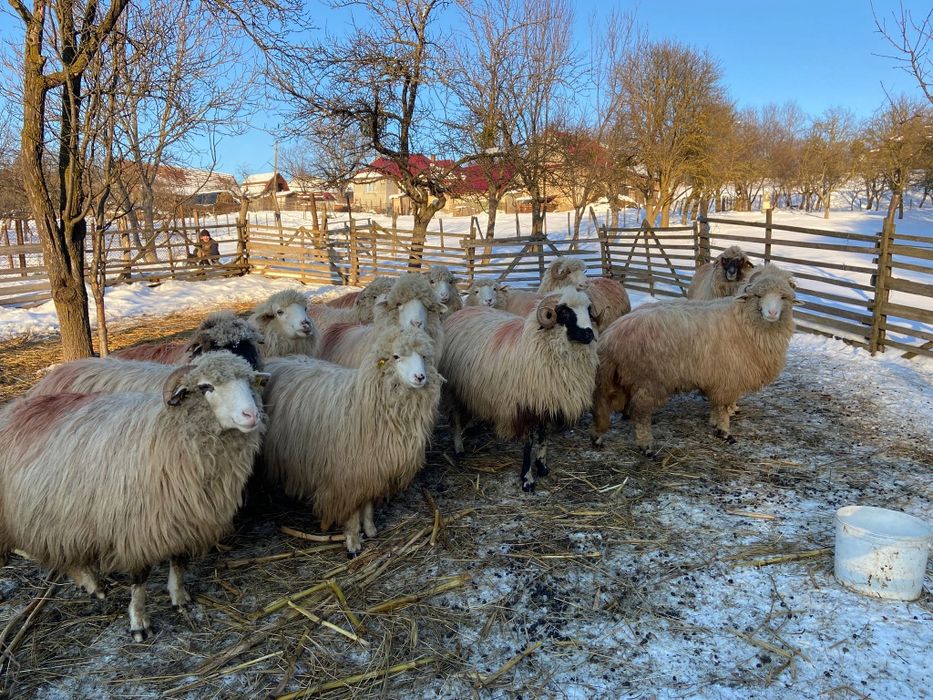 Vând oi și capre tinere