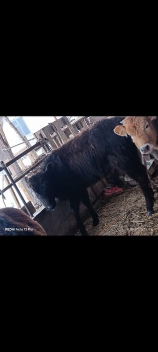 Ургашы бузаулар сатылады