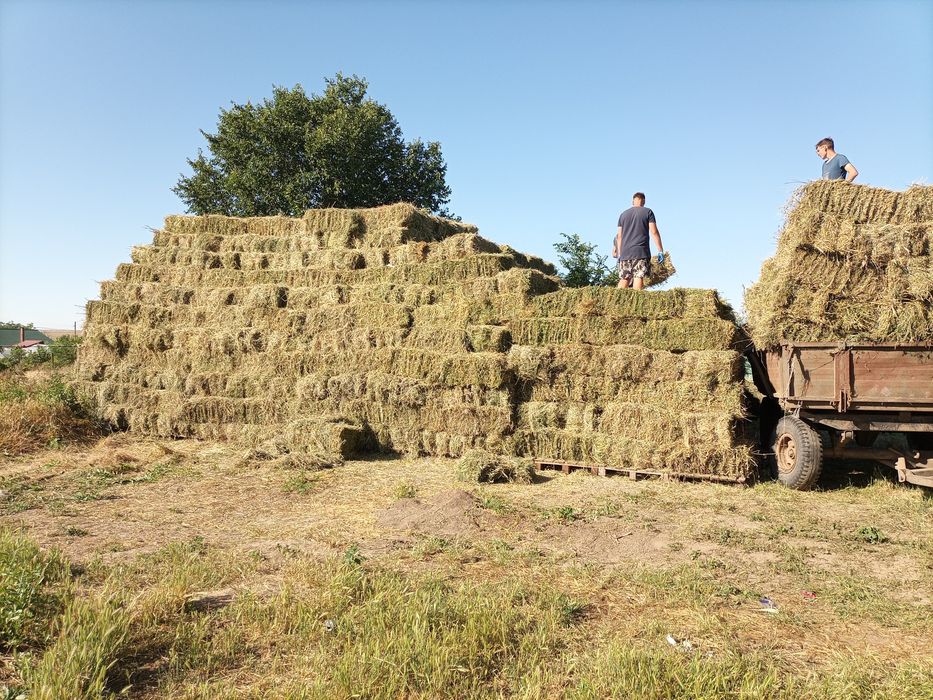 Vand baloti de lucerna mici