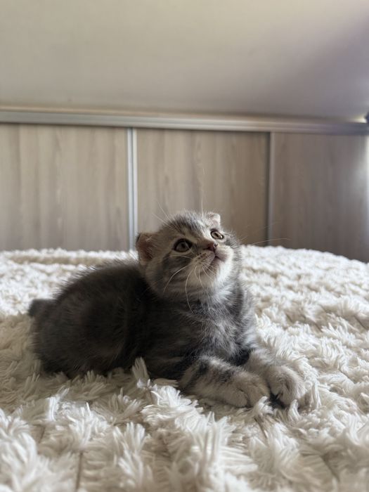 Puiut Scottish fold