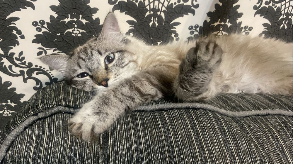 Кот в добрые руки