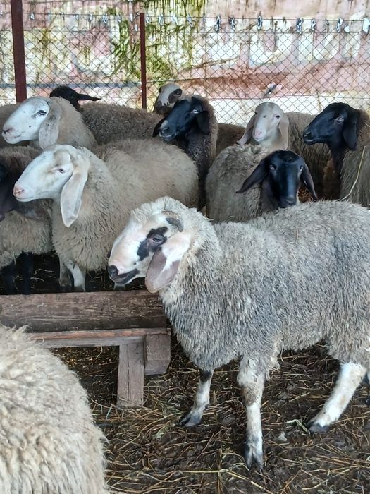 Oi de vanzare 13 femele si 3 Masculi