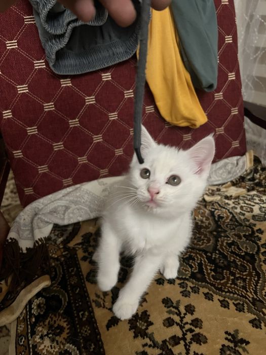 Котята, отдам в добрые руки !