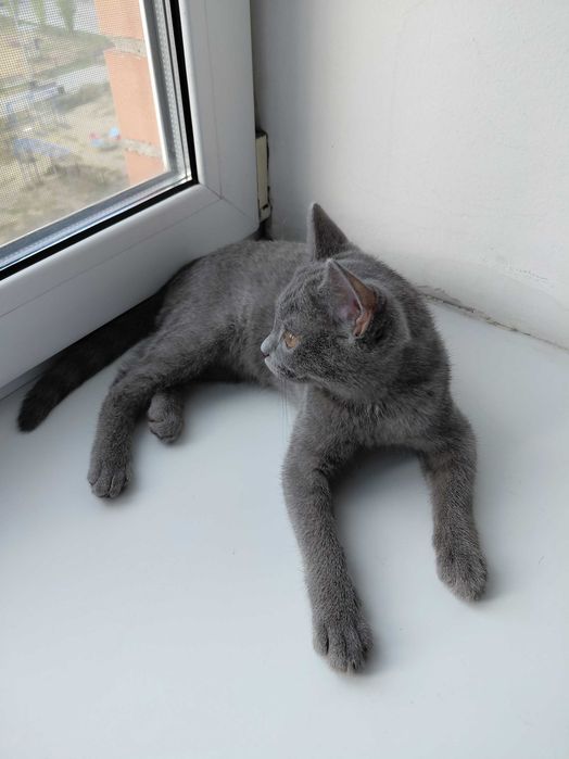 Котенок девочка 3 месяца