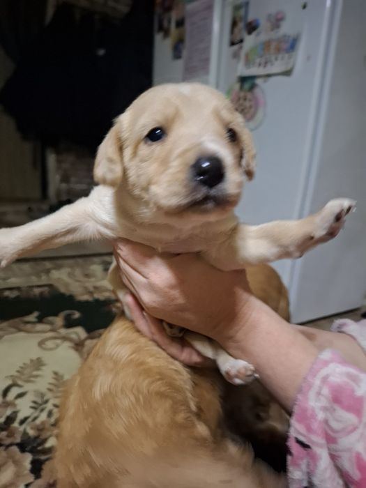 Отдам щенков в добрые руки