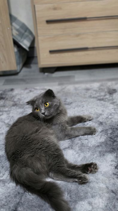 Вязка шотландского вислоухого кота Scottish Fold