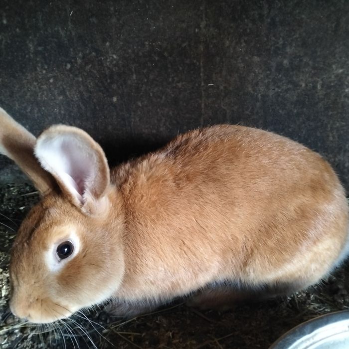 Чистокровная бургундская девочка