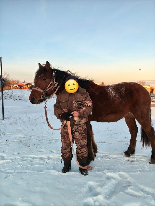 Продам жеребца 4года,