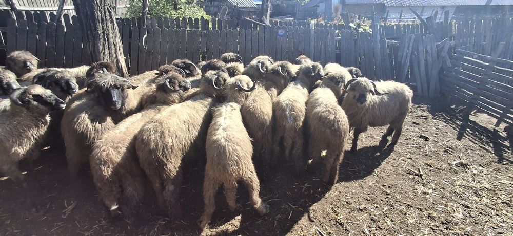 Animale de vanzare.