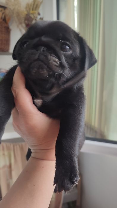 Продажа щенков мопсы