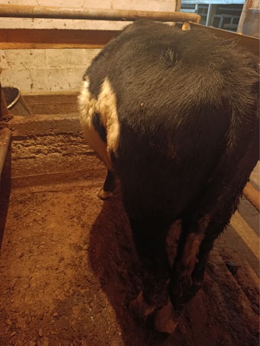 Продам бычка