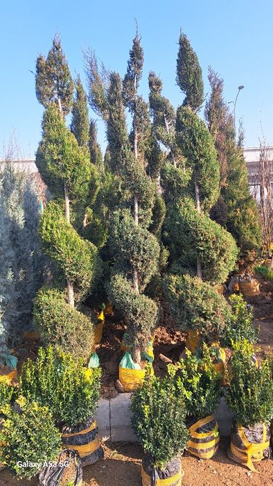 Archa va dekorativni darahtlar sotamiz va ekib beramiz dostafka bor