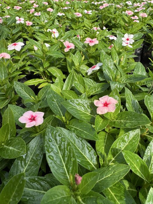 Katarantus, hamisha bahor gul ko’chatlari