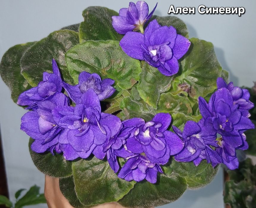 Продам фиалки взрослые