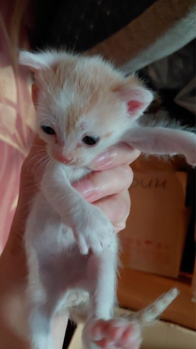 Отдам котят бесплатно
