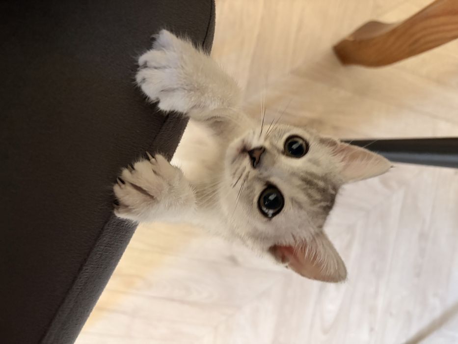 Котенок шиншила серебристый