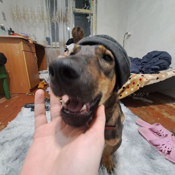 продам собаку, умная ласковая девочка по имени кукла