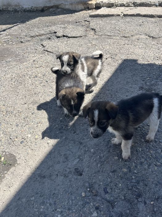 Отдам щенят в хорошие руки