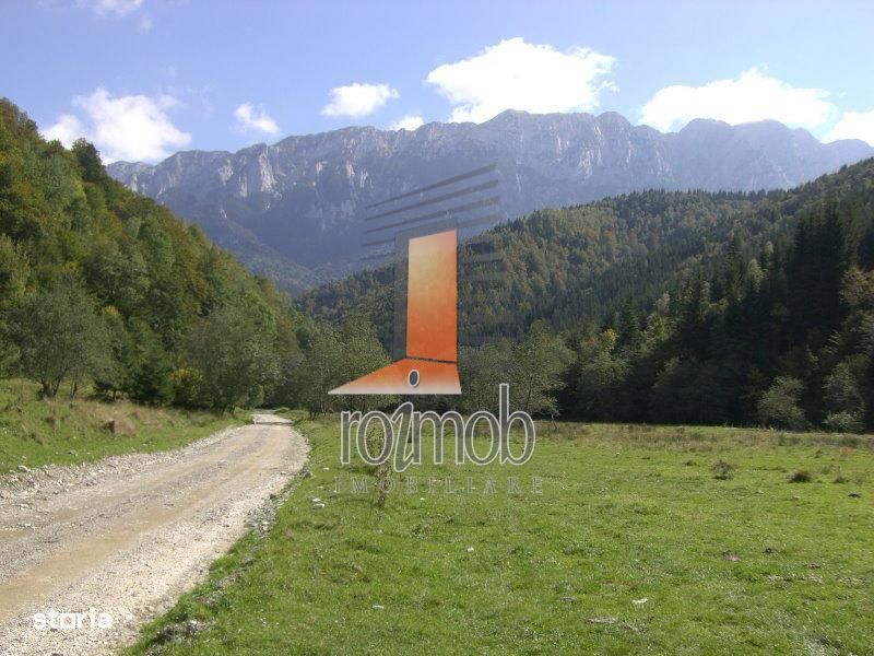 Teren Barsa lui Bucur, Plaiul Foii, Zarnesti
