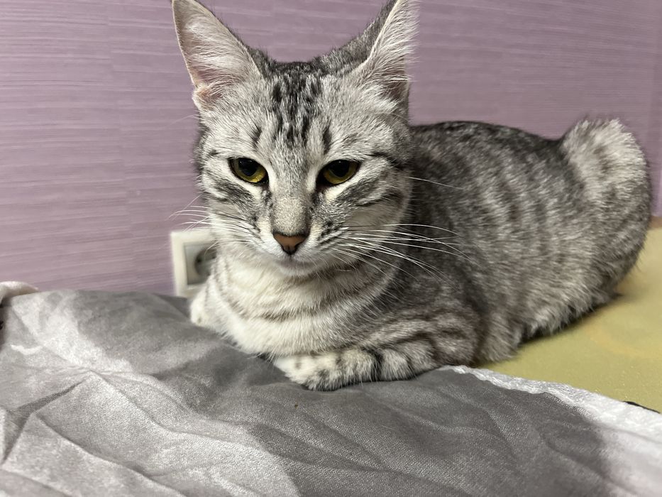 Кошка в добрые руки