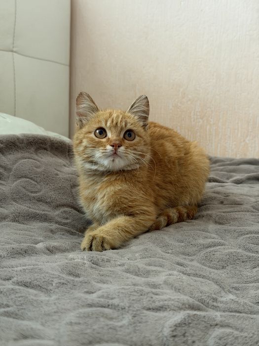 Ищу свой дом и любящих хозяев!
