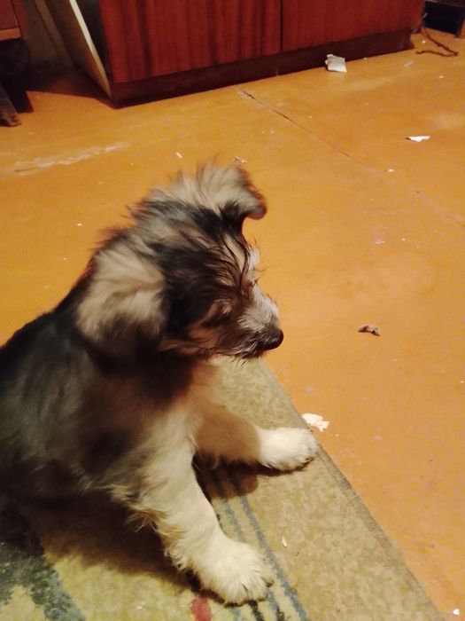 Щенки очень симпатичные метисы