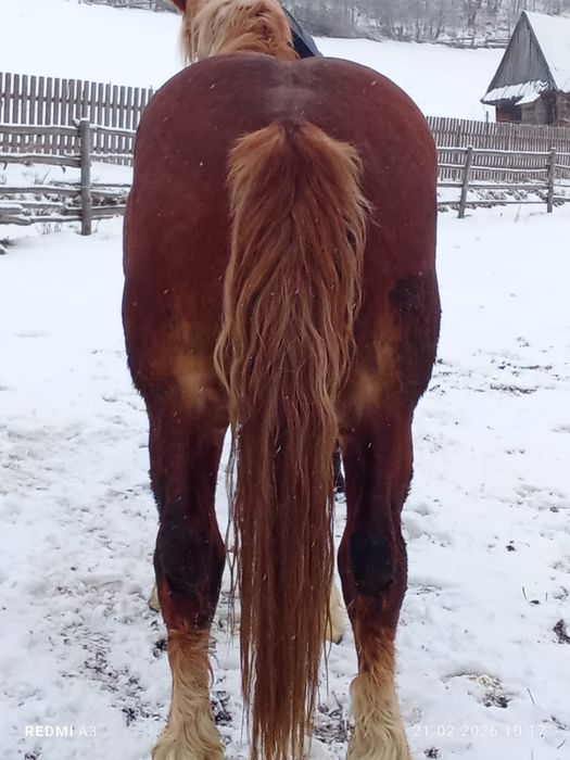 Manz pentru pretentiosi !