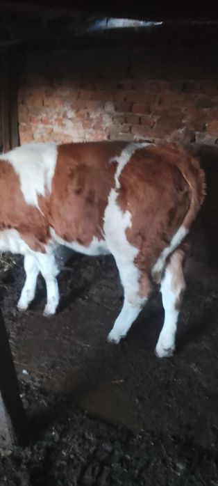 Vițea bălțată românească