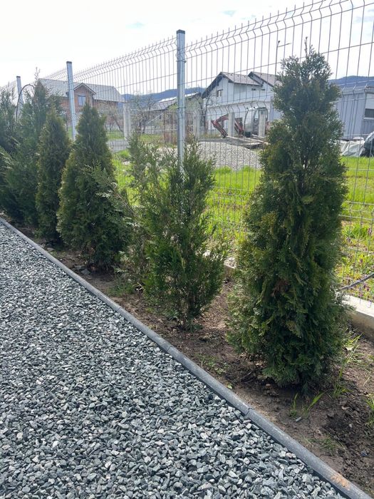 Tuia Smaragd si plicata 46 lei bucata 70 bucati