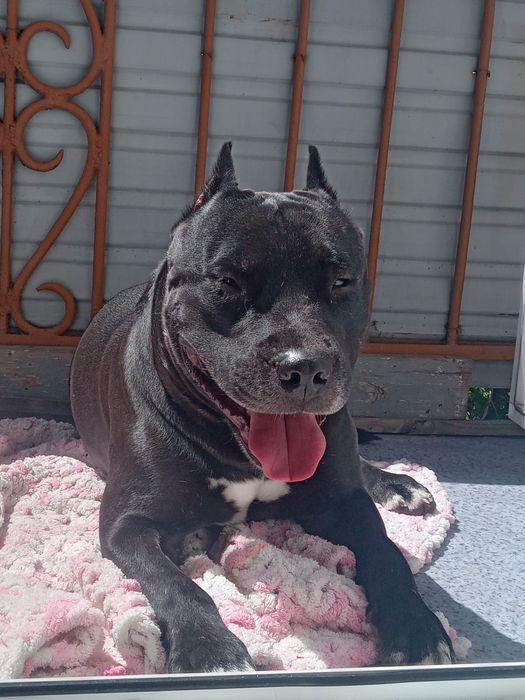 Кабель пит-бультерьера ищет подругу