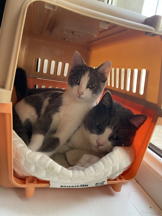 Отдам кота и кошку в хорошие руки