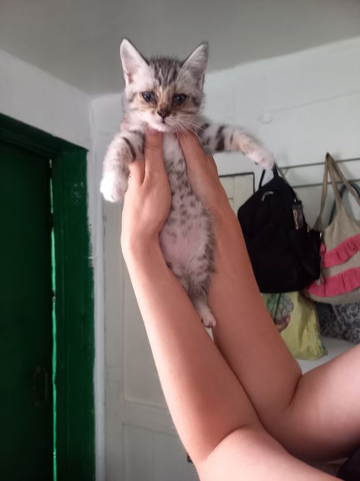 Домашние животные